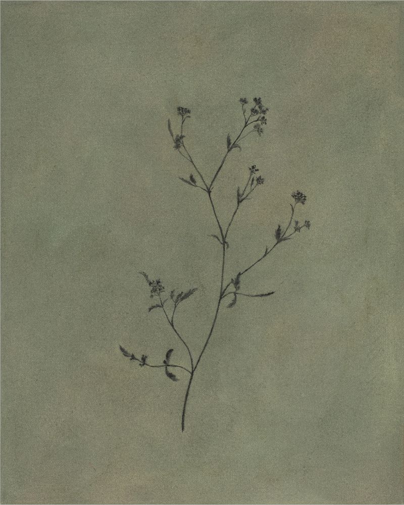 Wildflower iii, fine art print