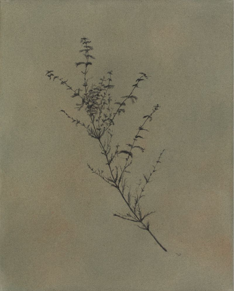 Wildflower ii, fine art print
