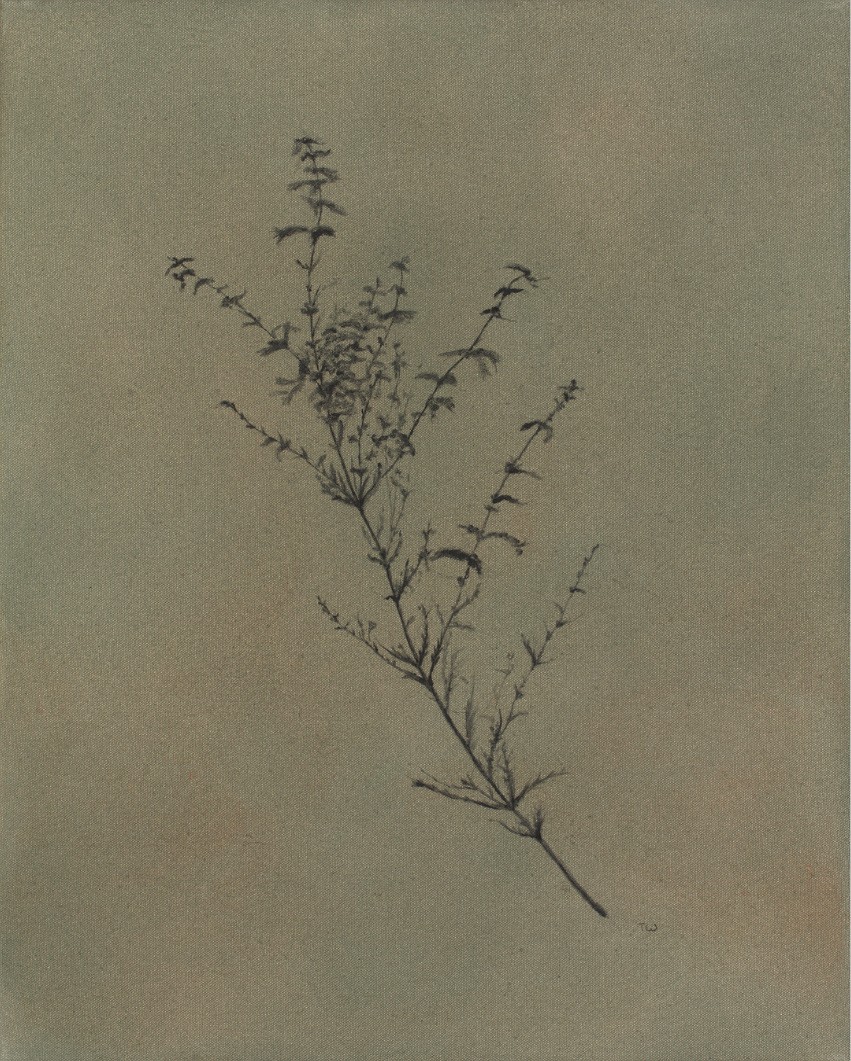 Wildflower ii, fine art print