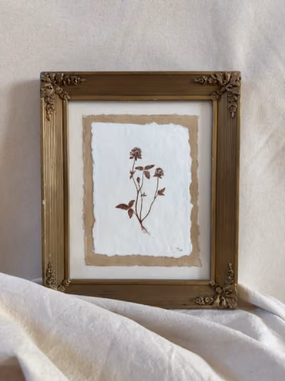 Red Clover Study no. 1 — main photo