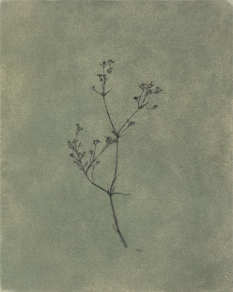 Wildflower i, fine art print