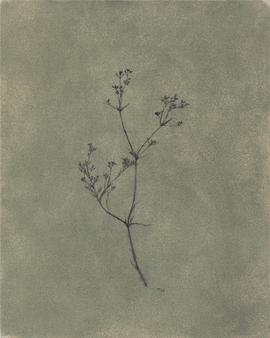 Wildflower i, fine art print