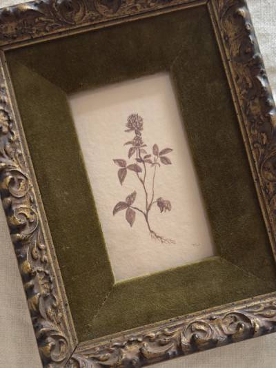 Red Clover Study no. 8 — red clover study no.8, detail 1