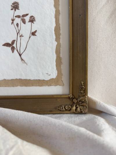 Red Clover Study no. 1 — Res clover study no. 1 detail 1